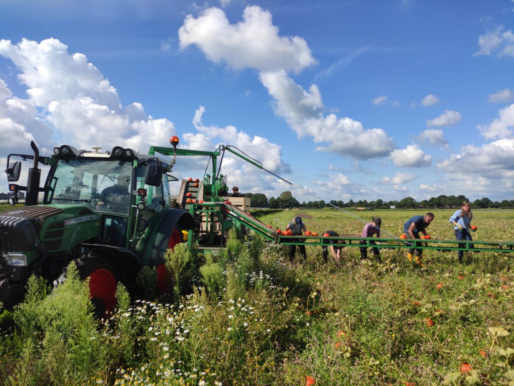 Oogst in volle gang
