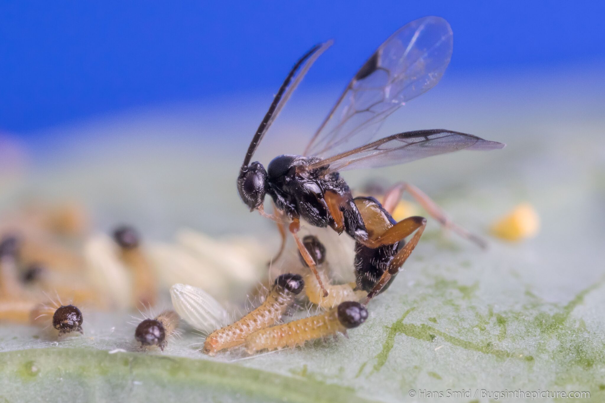 Sluipwesp cotesia glomerata steekt een rups.