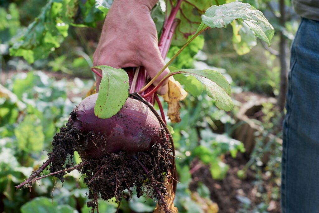 Revanche op de slakken: nieuwe seizoen MoestuinMix