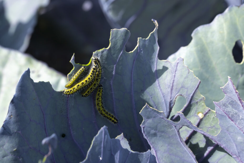 Meer gewasdiversiteit en hogere opbrengst in strokenteelt, ondanks meer plantenetende insecten