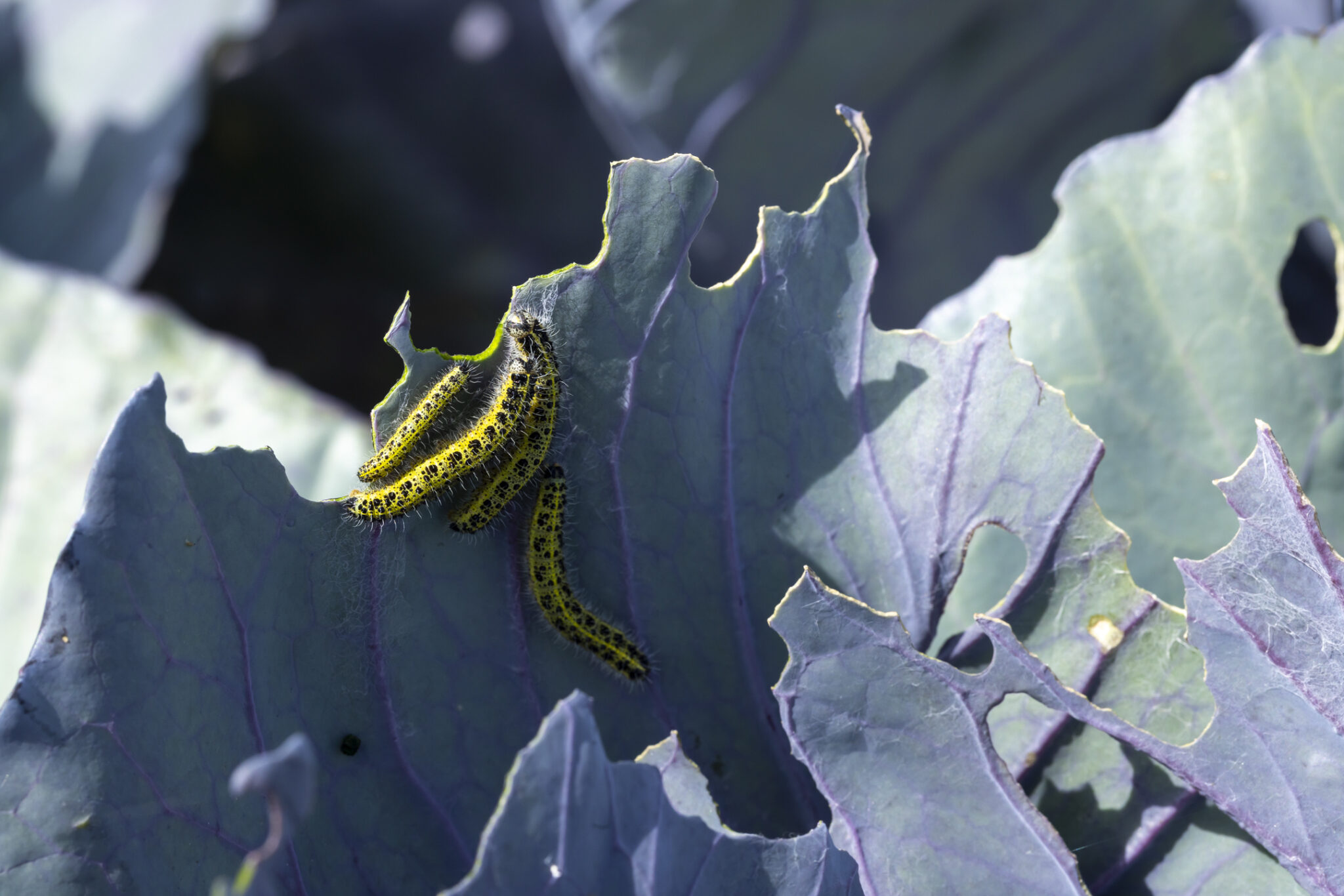 Meer gewasdiversiteit en hogere opbrengst in strokenteelt, ondanks meer plantenetende insecten