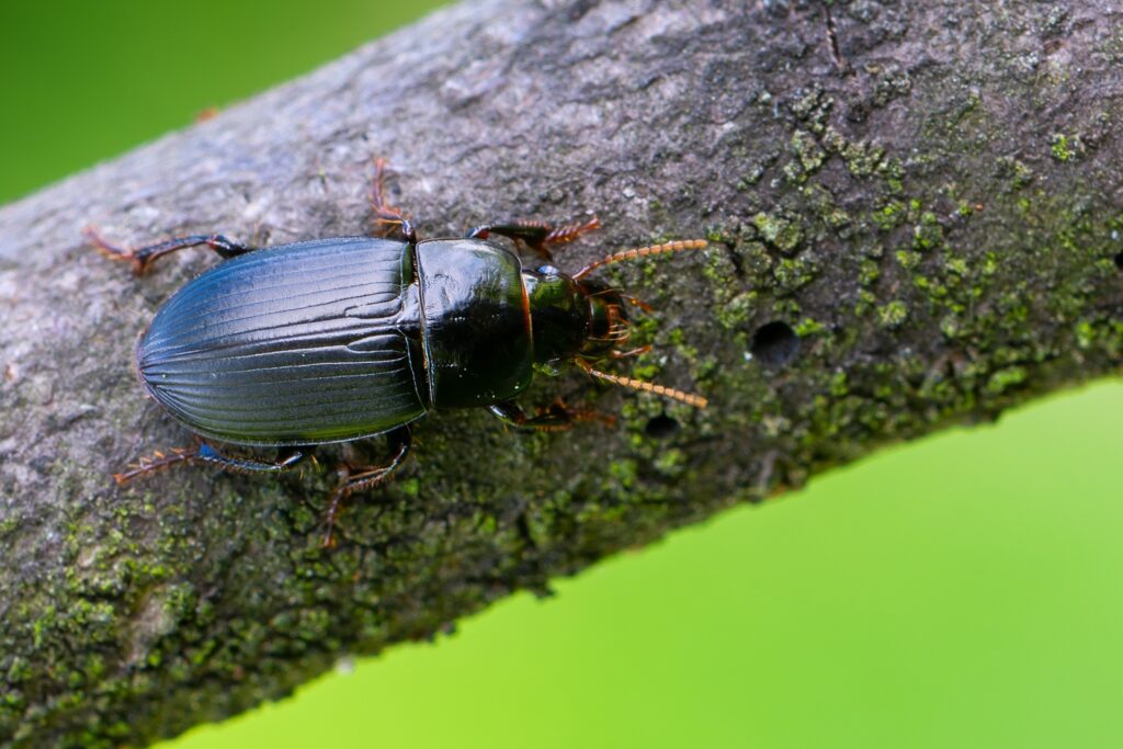 Deze afbeelding heeft een leeg alt-attribuut; de bestandsnaam is Harpalus-froelichi-foto-door-Marek-R.Swadzba-1024x683.jpg